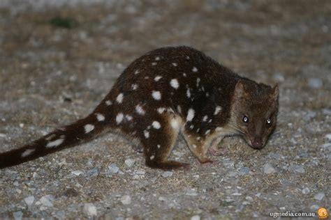 Spotted Tail Quoll Dasyurus Maculatus Spotted Tail Quoll Flickr