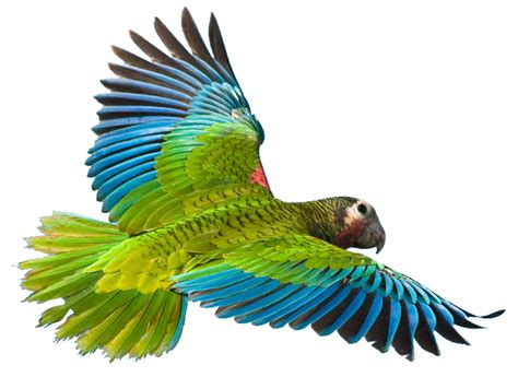 Flying Parrot Png Image Png Mart