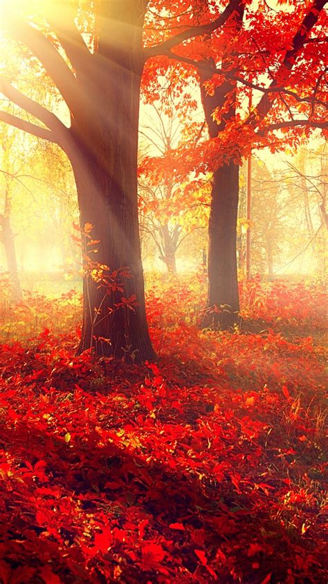 Wallpaper Park 5k 4k Wallpaper Autumn Beautiful Leaves Trees Nature 12401