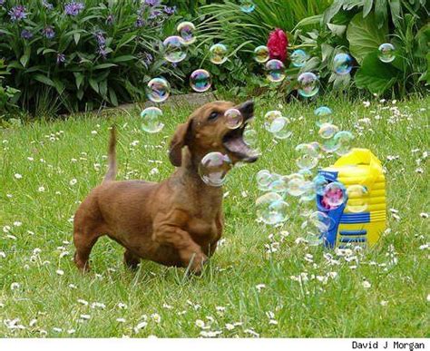 Dogs With Bubbles Dachshund Owner Bubble Dog Dachshund