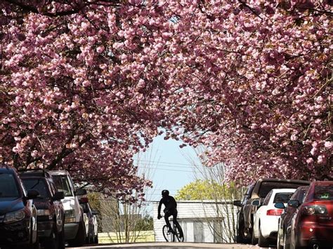 Vancouver Cherry Blossom Festival Announces Spring 2019 Lineup New