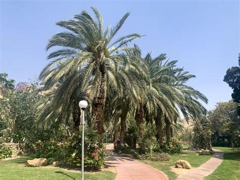 Ein Gedi Botanical Garden On The Shores Of The Dead Sea Editorial Photo