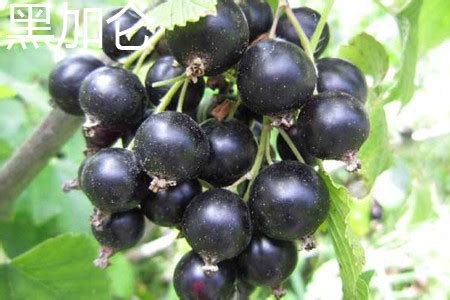 I found the flavor of black currant in pastries and tarts delicious. The difference between blackcurrant and grape - The Plant Aide