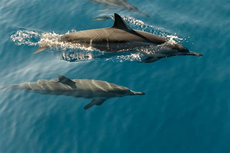 The Observer Xt Aggression Dolphins Noldus