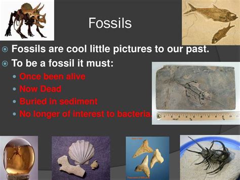Ppt Fossils Powerpoint Presentation Free Download Id 2634437