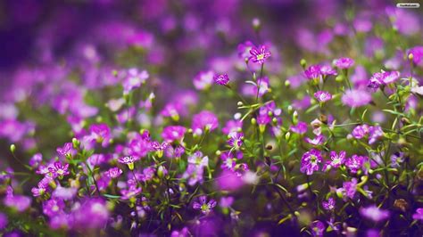 Violet Purple Flower Wallpaper Gambar Bunga