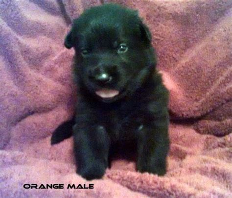 Akc Black German Shepherd Puppies For Sale In Richmond Virginia