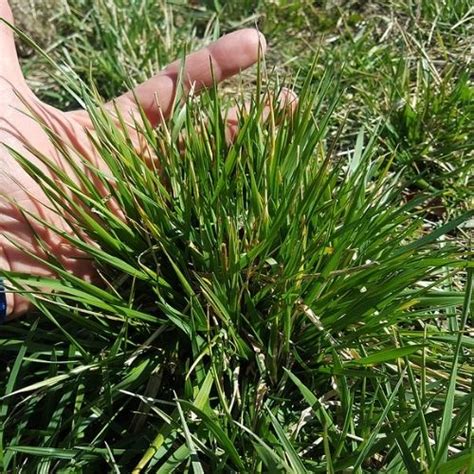 How To Identify Crabgrass Fescue Or Quackgrass Lawn Care Houston