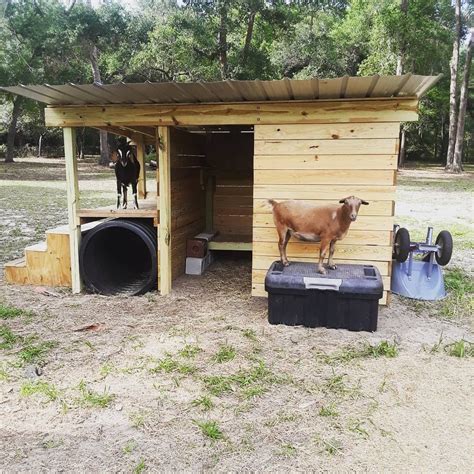 There Is A Goat Standing On Top Of A Shed