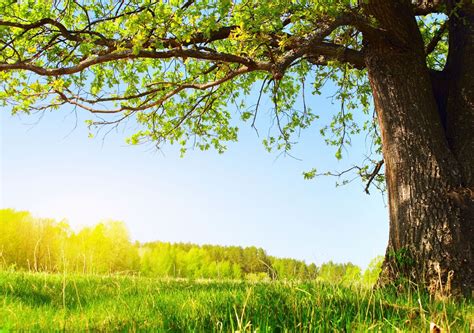 Sun Summer Nature Leaves Tree Under The Green Tree Free Wallpapers