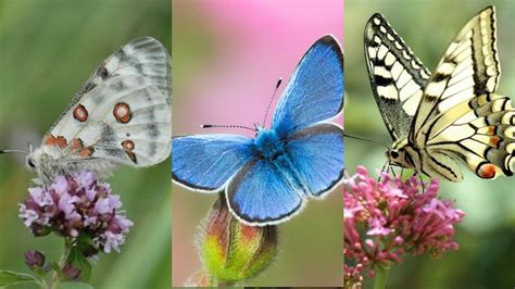 Top 10 Des Plus Beaux Papillons De France Beaux Papillons Papillon