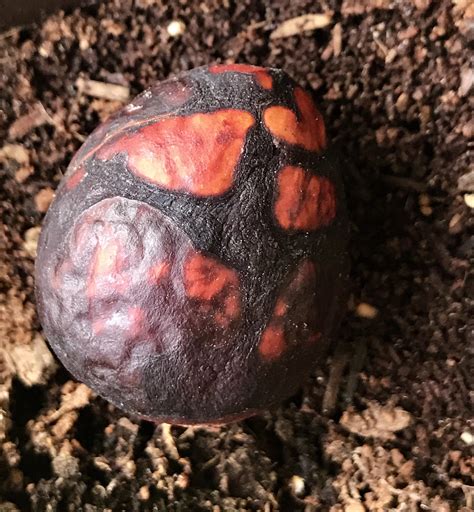 The egg needs to be kept hot, the easiest way is to place it in. Avocado pit left out in the sun now looks like a mythical ...