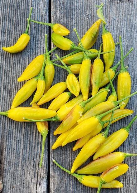 Aji Lemon Drop Hot Pepper Gaia Organics