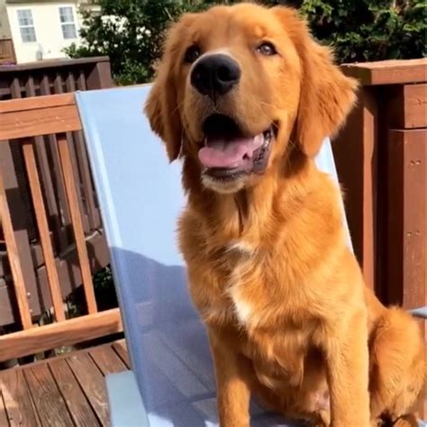 Affiliated with and recognized by grca's national rescue committee Adopt a Golden Retriever puppy near Washington, DC | Get ...