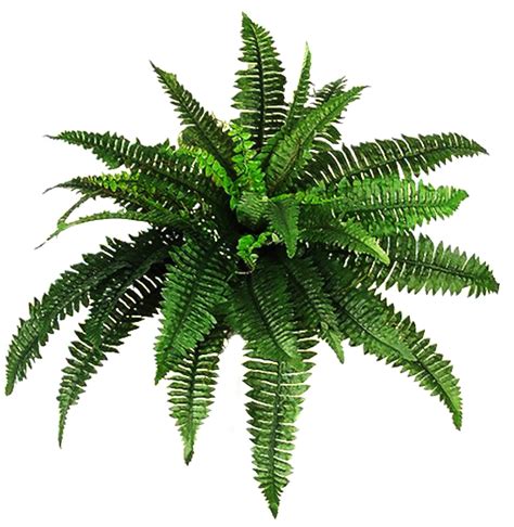 Download Fern Transparent Plant Png Hd Png Image With No Background
