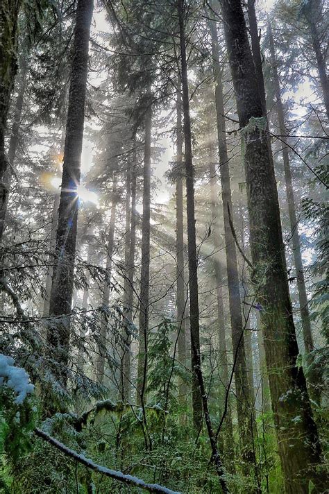 Light Rays In An Oregon Forest 2664x4000 Naturelandscape Pictures