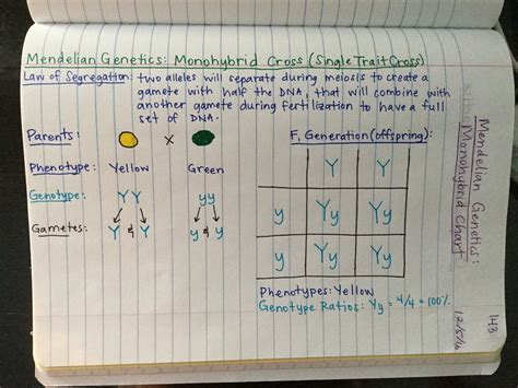 Use a punnett square to prove your answer. Advanced 2016-2017 Biology Notes | Biology notes, Biology ...