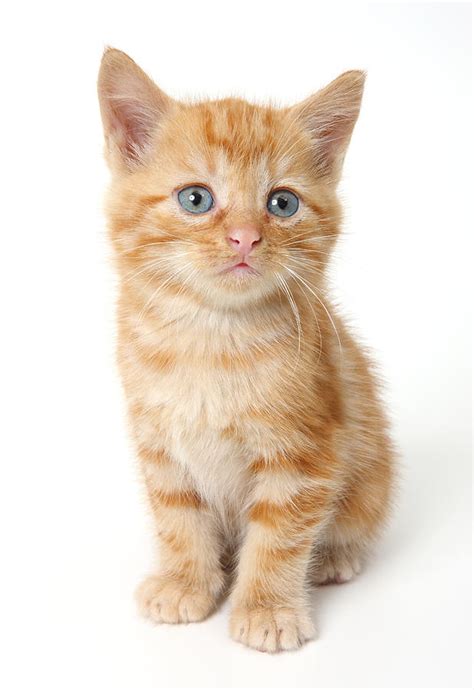 Ginger Kitten Photograph By Vincenzo Lombardo