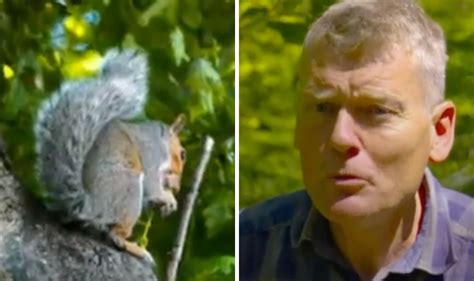 Countryfile Faces Backlash Over Segment Squirrels Arent The Enemy