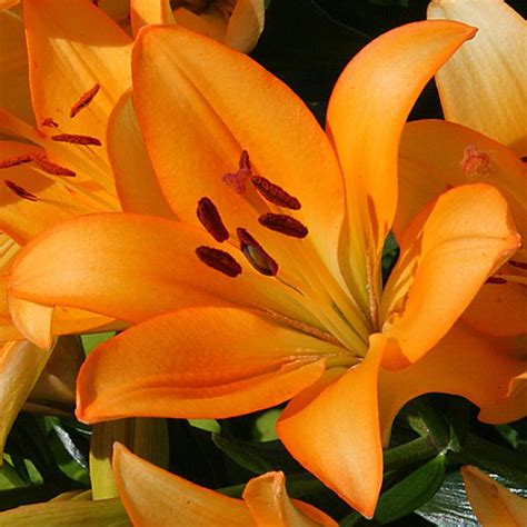 Lilies Lily Bulbs Oriental Lilies Asiatic Lilies For Sale On Sale