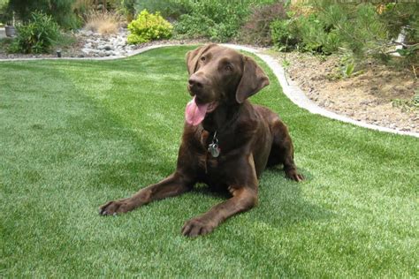 Benefits Of Pet Turf Installation In Brevard County Fl