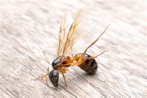How To Identify Carpenter Ants U S Pest Protection