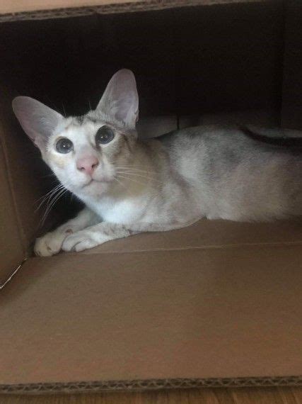 Oriental Shorthair Cats For Sale Los Angeles Ca 294755