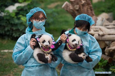 Macao Celebrates Twin Panda Cubs 100 Days Cn