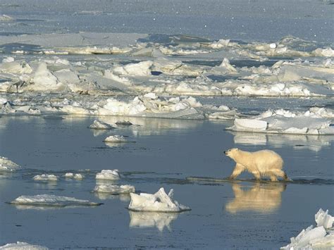 Polar Bear Crossing The Hudson Bay Churchill Manitoba Canada
