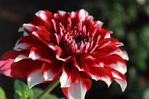 Red And White Petaled Flower Free Image Peakpx