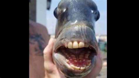 Fish With Human Like Teeth Caught In The Us Pics Go Viral The Wall