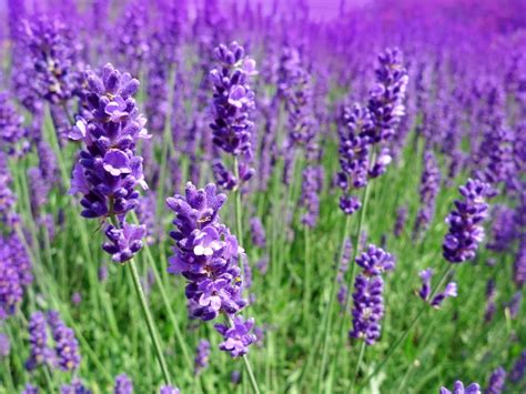 Lavandula Angustifolia Hidcote English Lavender World Of Flowering