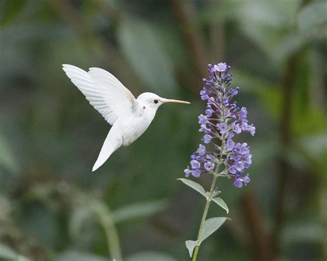 Albino Ruby Throated Hummingbird Photograph By Kevin Shank