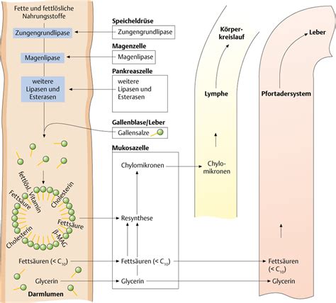 Die biochemie oder biologische chemie, früher auch physiologische chemie genannt, ist die lehre von chemischen vorgängen in lebewesen, dem stoffwechsel. Lipide: Verdauung - via medici | Biochemie, Leichter ...