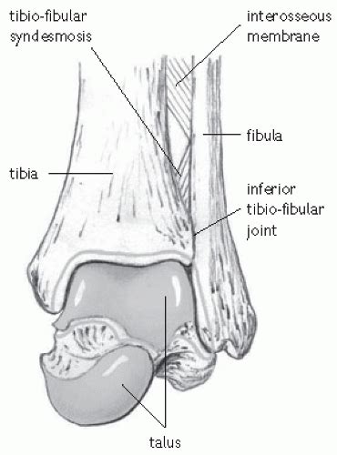 Ankle And Lower Leg Musculoskeletal Key