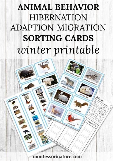 Animal Behavior Hibernation Adaption Migration Sorting Cards Winter
