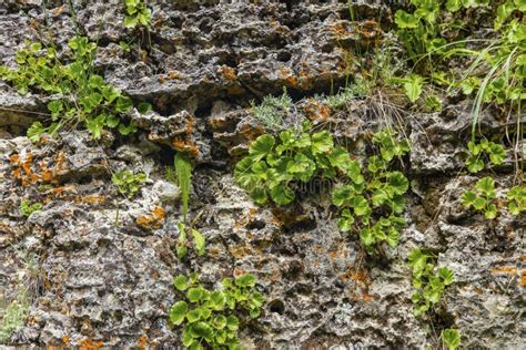 Natural Rock Stone Cliff Wall Vegetation Background Lichen Stock Photo