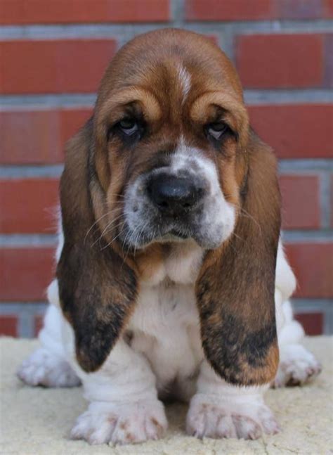 Maybe you would like to learn more about one of these? He looks a little grumpy!! | Basset puppies, Hound puppies, Basset hound puppy
