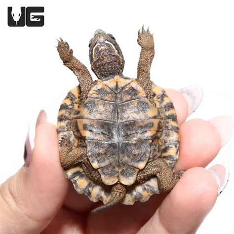 Baby North American Wood Turtles Glyptemys Insculpta For Sale