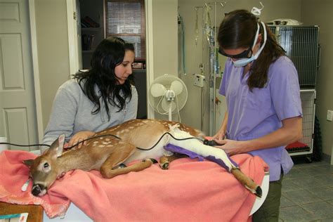 We believe in treating every patient as if they were our own pet. Dr. Jennifer Garner DVM, BSc - Cottage Country Animal Clinic