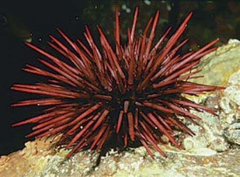Aquarium Of The Pacific Online Learning Center Red Sea Urchin