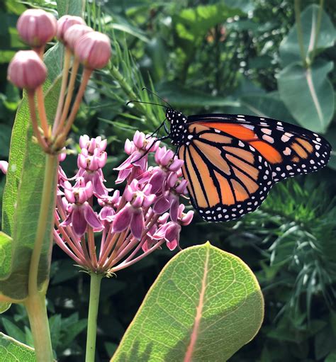 Milkweed For Monarchs Parsons Gardens