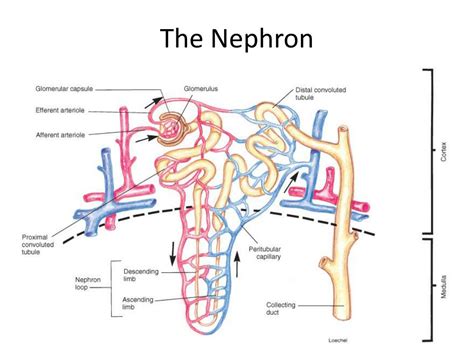 PPT - STRUCTURE AND FUNCTIONS OF NEPHRON PowerPoint Presentation, free
