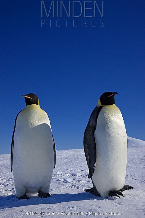 Emperor Penguin Stock Photo Minden Pictures