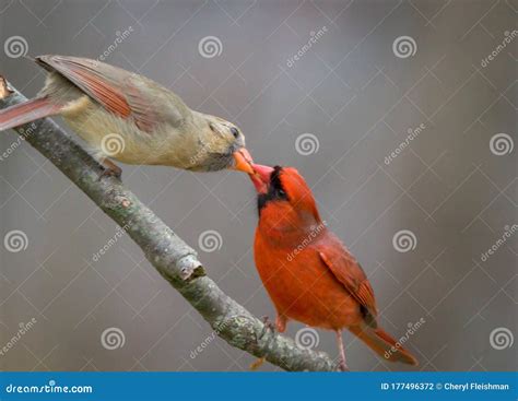 Northern Cardinal Pair Male Feeding Female Mate In Spring Stock Photo