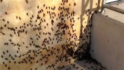 Cricket Swarm Season Invades Central Texas