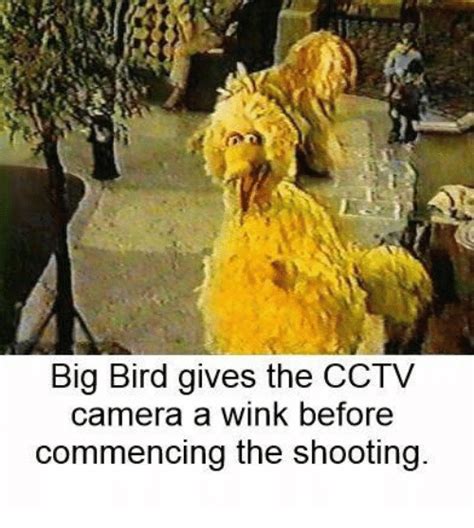 Big Bird Gives The Cctv Camera A Wink Before Commencing