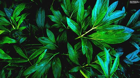 Wallpaper Nature Green Leaves Shadow Plants