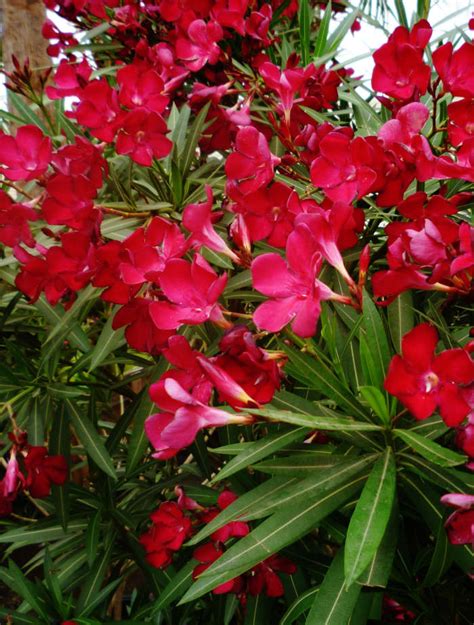 Oleander Hardy Evergreen Southern Beauty With Pictures Dengarden