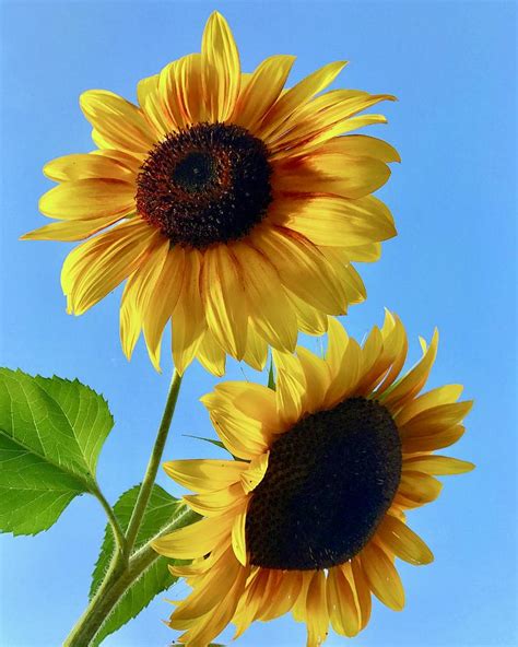 Double Sunflower Photograph By Brian Eberly Pixels